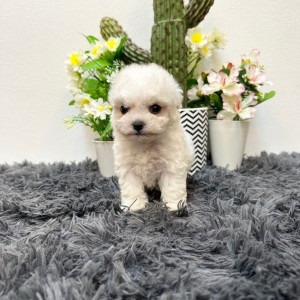 비숑프리제