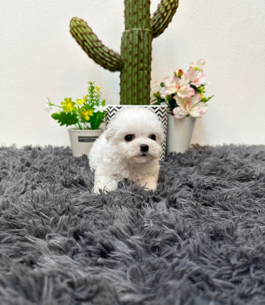 2072d6b01261a80df4edfb4de03a63be_1750848224_8868.jpg
