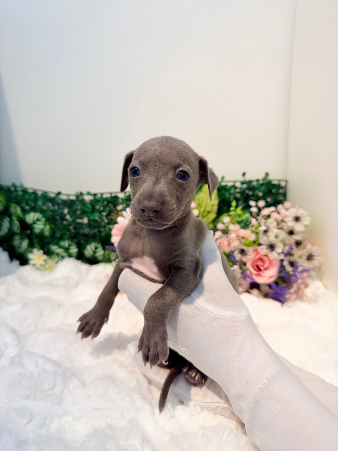 42422f75ce1d6801b815d700e04be982_1782063966_4526.jpg
